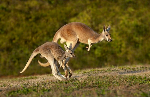 Australia: Những điều thú vị tại Xứ sở chuột túi