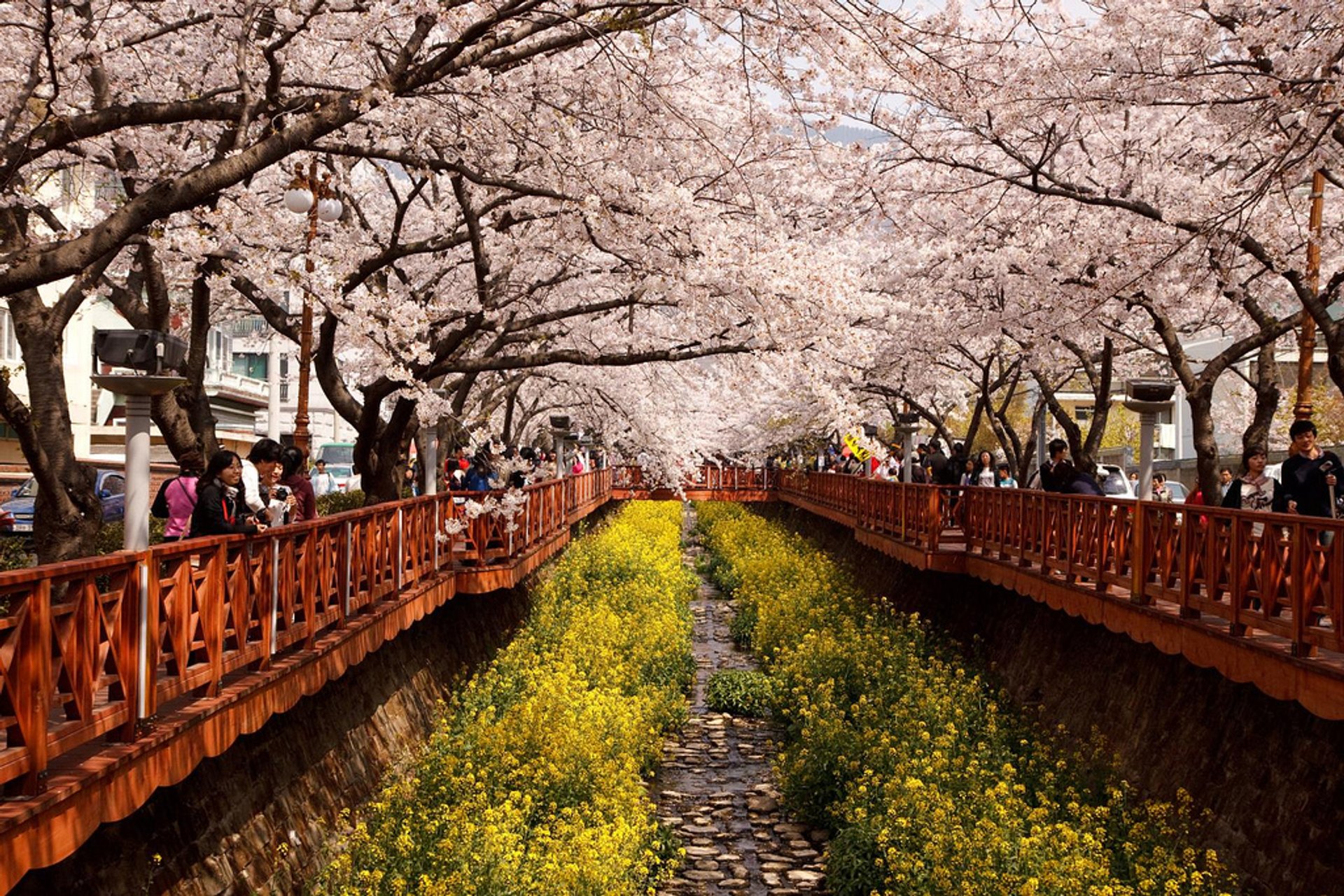 south-korea-cherry-blossom