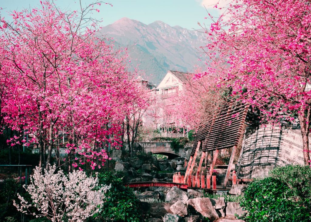 Du xuân ngắm hoa anh đào Quý Châu