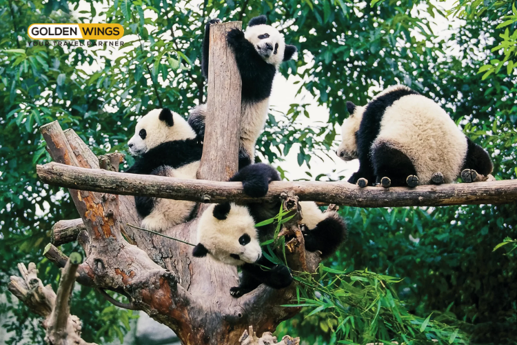 Cửu Trại Câu, Nga Mi Sơn, Thành Đô – Tour khám phá Tứ Xuyên Trung Quốc