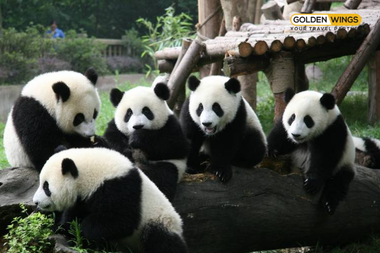 Cửu Trại Câu, Nga Mi Sơn, Thành Đô – Tour khám phá Tứ Xuyên Trung Quốc