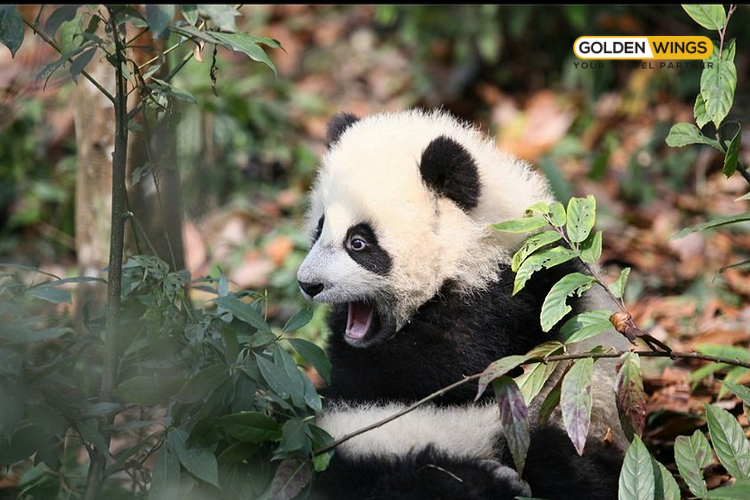 Cửu Trại Câu, Nga Mi Sơn, Thành Đô – Tour khám phá Tứ Xuyên Trung Quốc