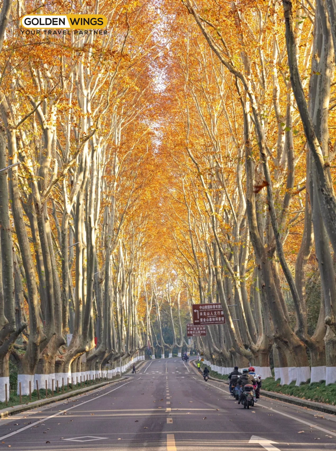 Đại lộ ngô đồng 1