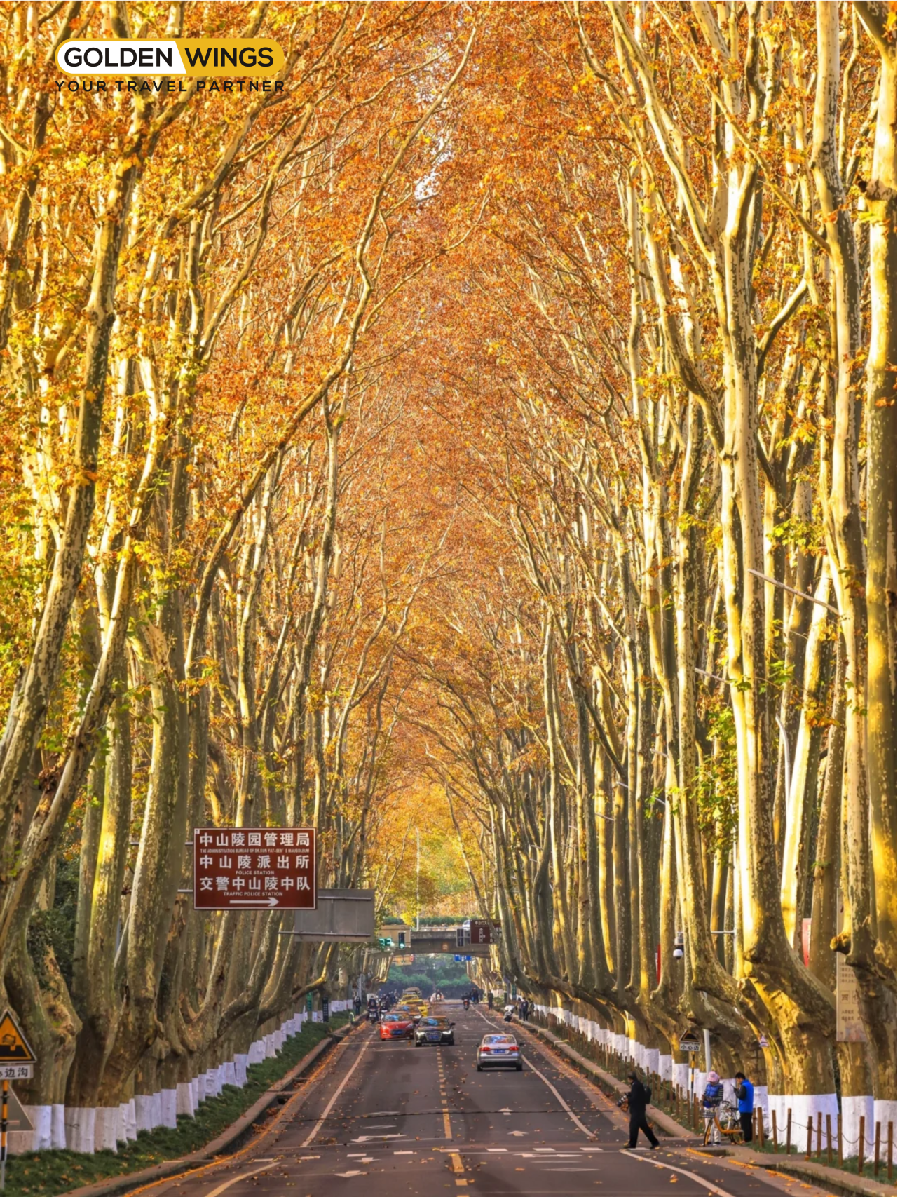 Đại lộ ngô đồng 2