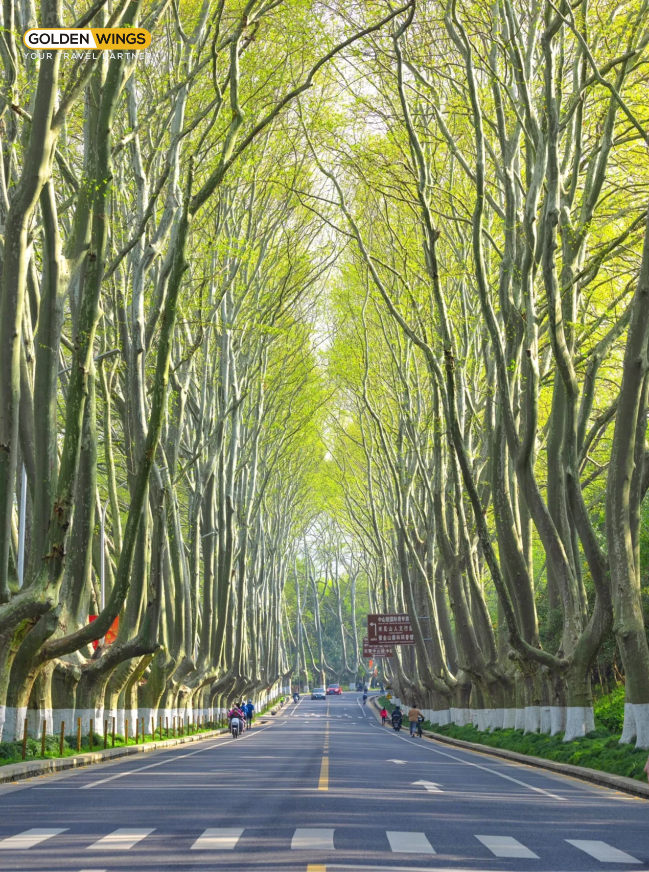 Đại lộ ngô đồng 6