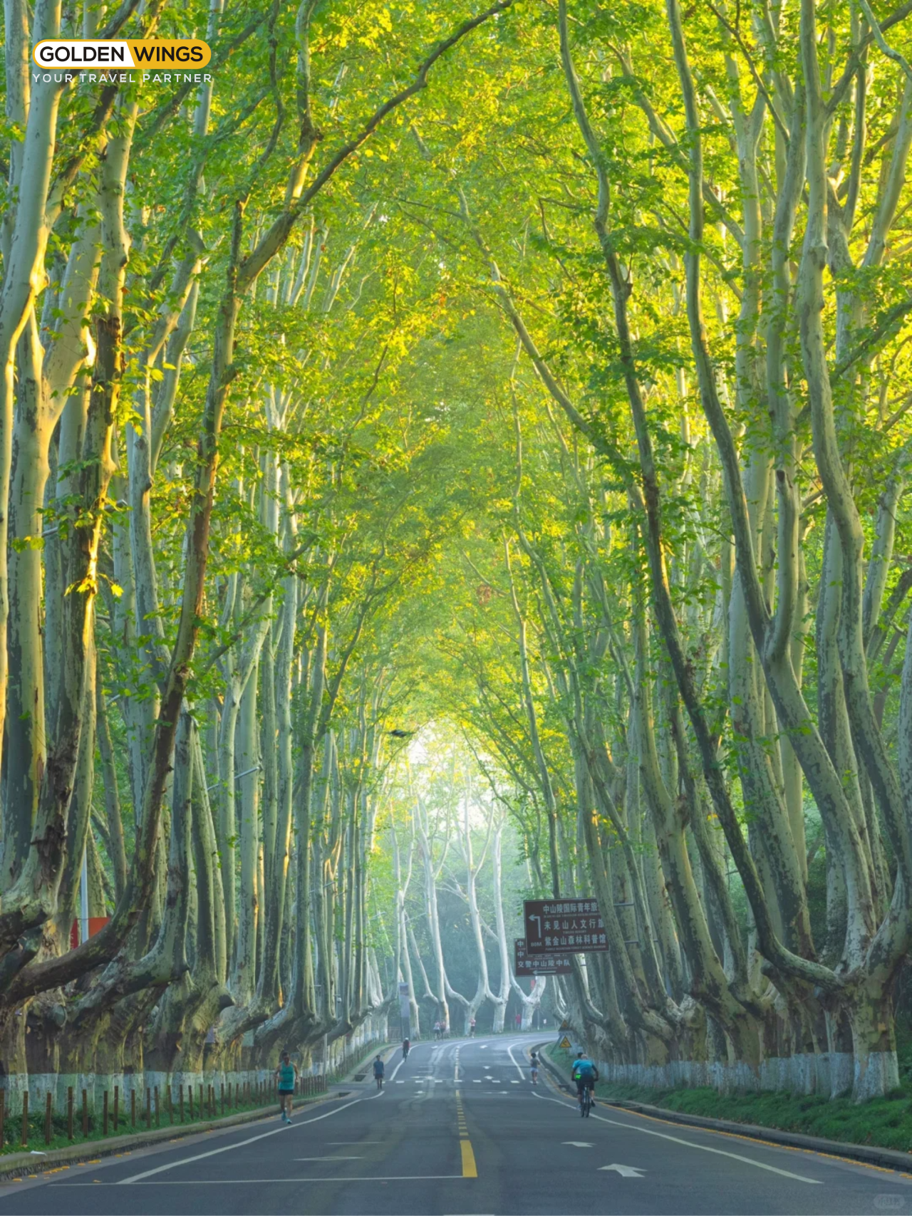 Đại lộ ngô đồng 7