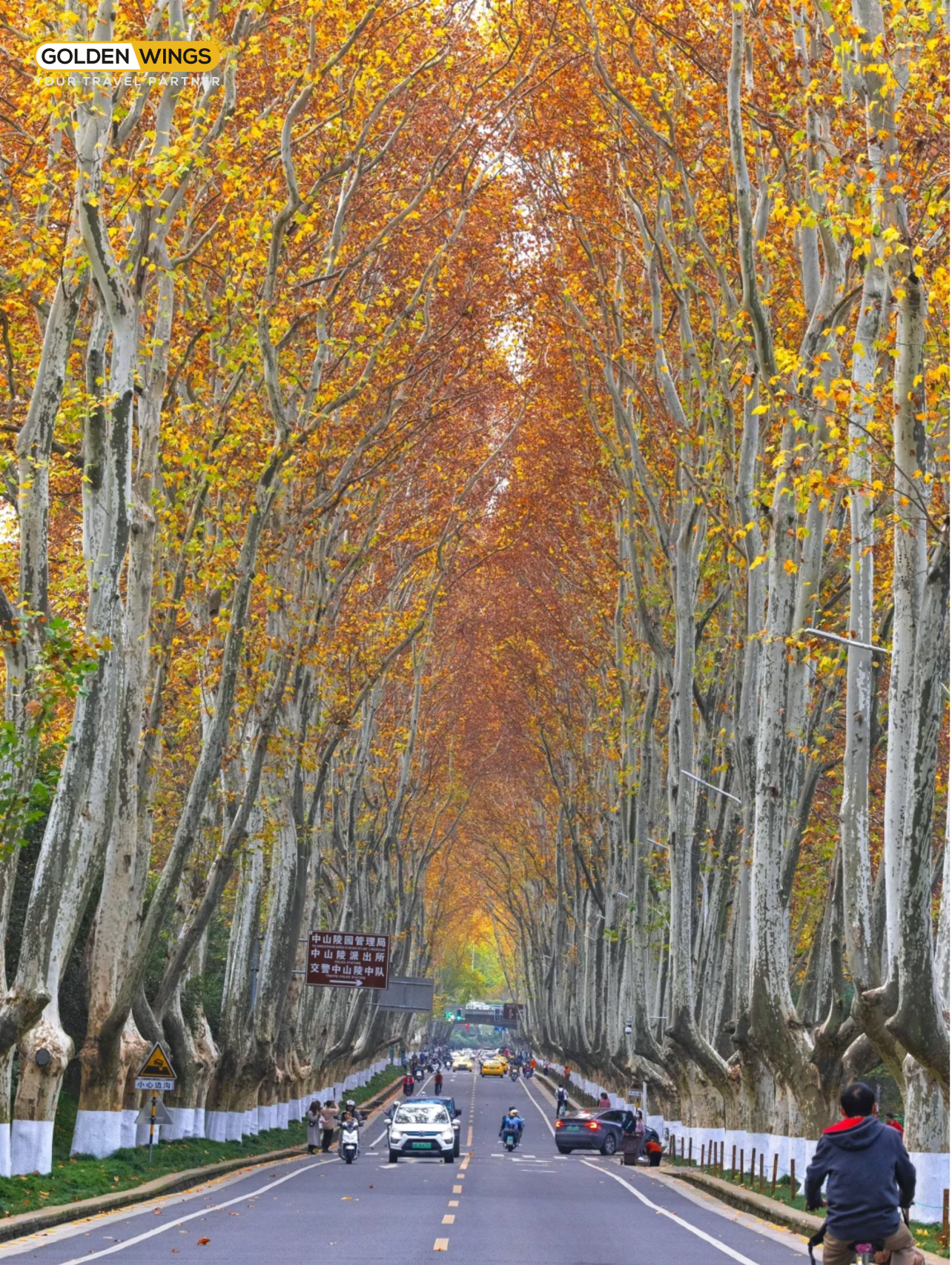 Đại lộ ngô đồng 8