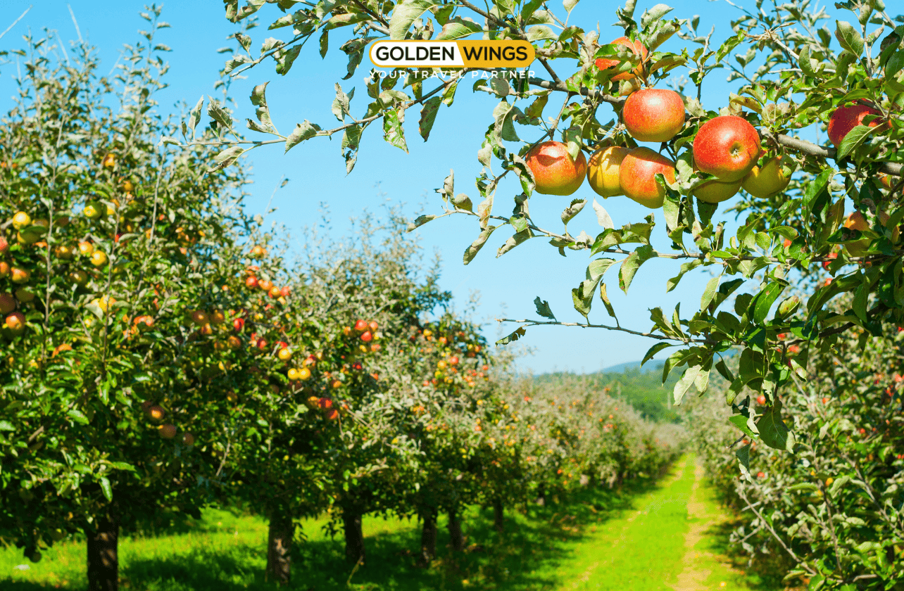 Du Lịch Úc Mùa Xuân 2025 | Melbourne – Canberra – Sydney | Lễ Hội Hoa Floriade Lớn Nhất Nam Bán Cầu