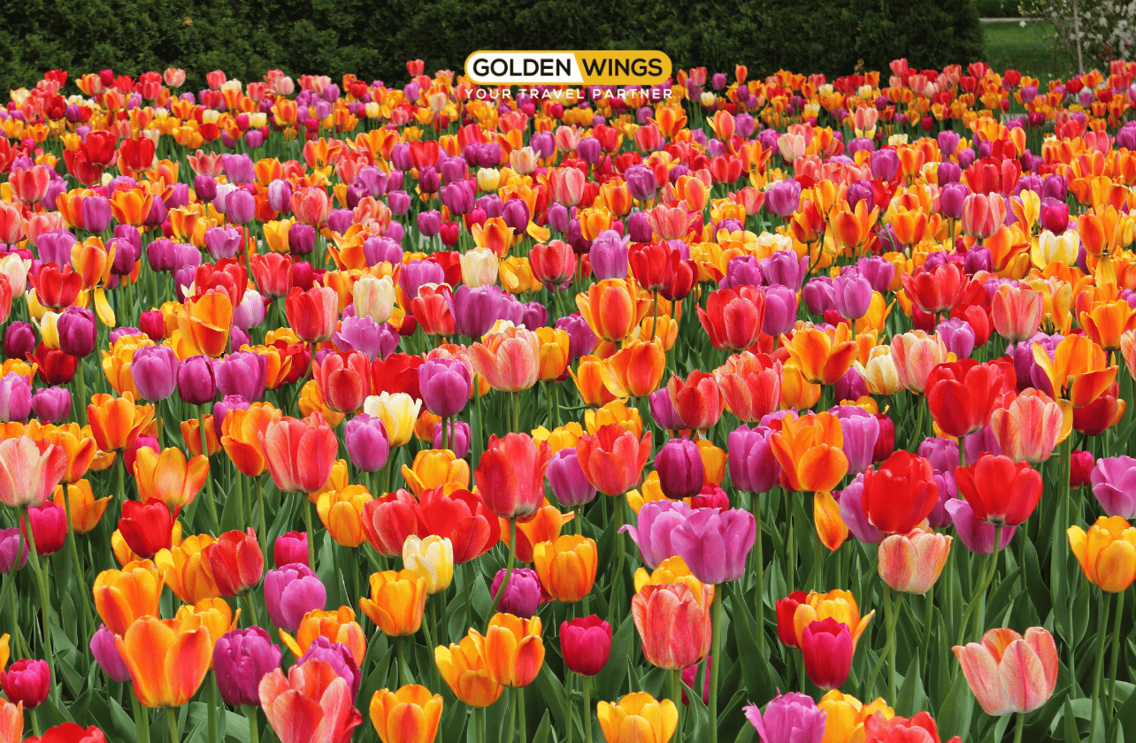 Du Lịch Úc Mùa Xuân 2025 | Melbourne – Canberra – Sydney | Lễ Hội Hoa Floriade Lớn Nhất Nam Bán Cầu