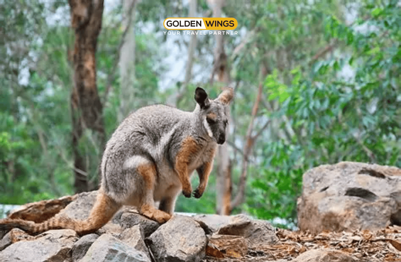 Du Lịch Úc Mùa Xuân 2025 | Melbourne – Canberra – Sydney | Lễ Hội Hoa Floriade Lớn Nhất Nam Bán Cầu