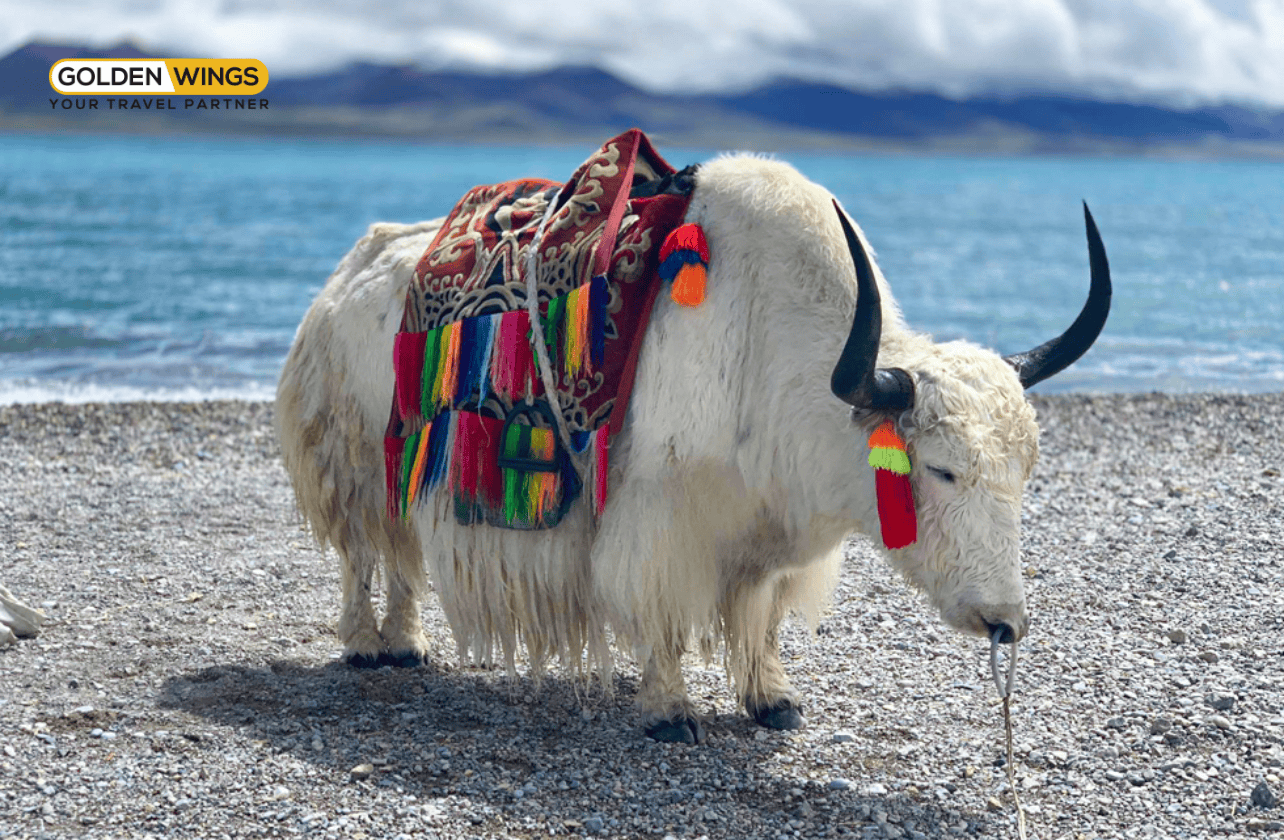 THÀNH ĐÔ – ĐẠO THÀNH – Á ĐINH 8 NGÀY 7 ĐÊM – GIÓ CÓ HẸN VỚI NGÀN NĂM