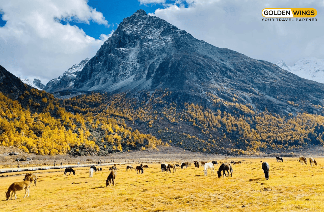 THÀNH ĐÔ – ĐẠO THÀNH – Á ĐINH 8 NGÀY 7 ĐÊM – GIÓ CÓ HẸN VỚI NGÀN NĂM