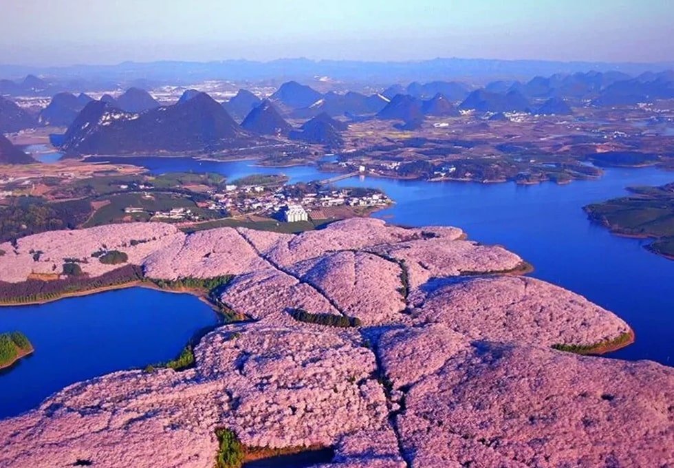 TRÙNG KHÁNH – QUÝ CHÂU | RỪNG HOA ANH ĐÀO QUÝ CHÂU – TOUR TRUNG QUỐC (NO SHOP)